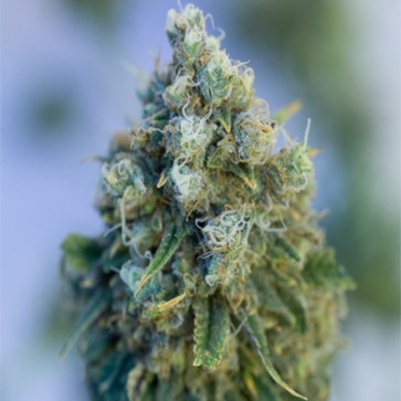 Насіння конопель CBD Critical Mass Feminised