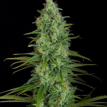 Насіння конопель Critical Jack Feminised
