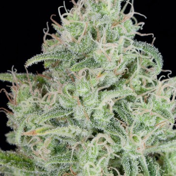 Насіння конопель Critical Jack Feminised