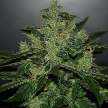 Насіння конопель Critical Jack Feminised