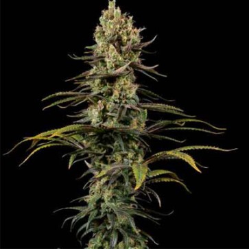 CBD Hemp Seeds Early Amnesia Feminised
