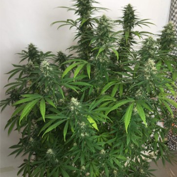 CBD Hemp Seeds Early Amnesia Feminised