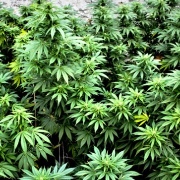 CBD Hemp Seeds Early Amnesia Feminised