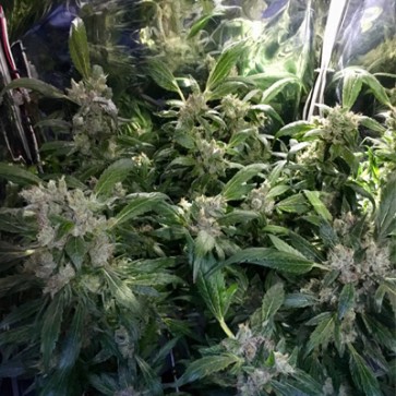 CBD Purple Orange Feminised Hemp Seeds