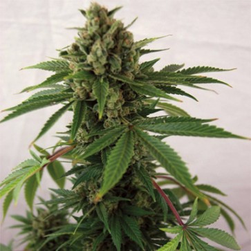 Семена конопли Auto Blue Cheese Feminised