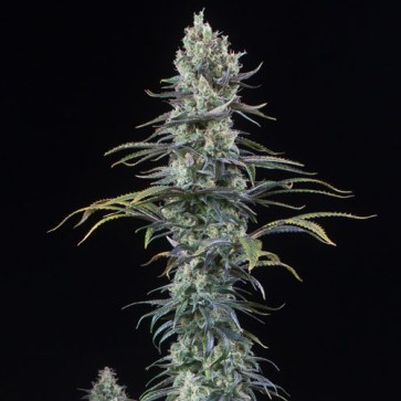 Auto CBD Amnesia Feminised Hemp Seeds