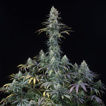 Auto CBD Amnesia Feminised Hemp Seeds