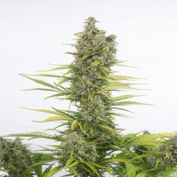 Auto CBD Amnesia Feminised Hemp Seeds