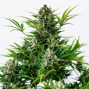 Auto Critical Cheese Feminised seeds