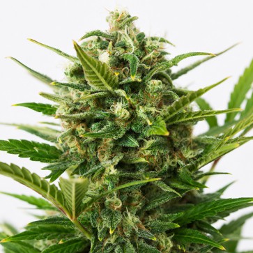 Auto Critical Cheese Feminised seeds