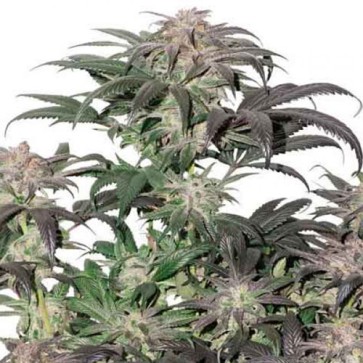 Семена конопли Bubba Island Kush Feminised