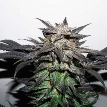 Семена конопли Bubba Island Kush Feminised