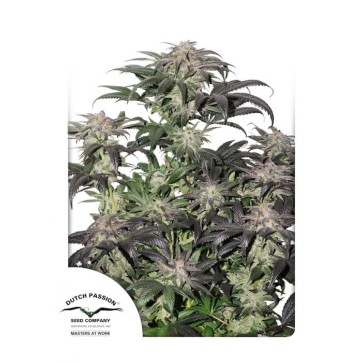 Семена конопли Bubba Island Kush Feminised