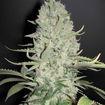 Семена конопли Auto White Widow Feminised