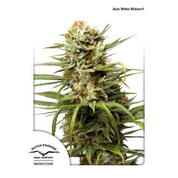 Семена конопли Auto White Widow Feminised