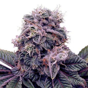 Семена конопли Auto Blackberry Kush Feminised