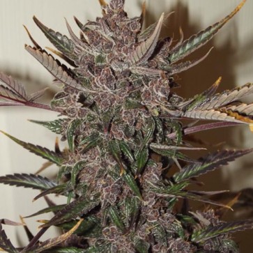 Семена конопли Auto Blackberry Kush Feminised