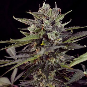 Auto Blueberry Feminised Hemp Seeds