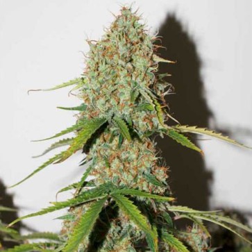 Семена конопли Auto Brooklyn Sunrise Feminised