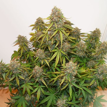 Семена конопли Auto Brooklyn Sunrise Feminised