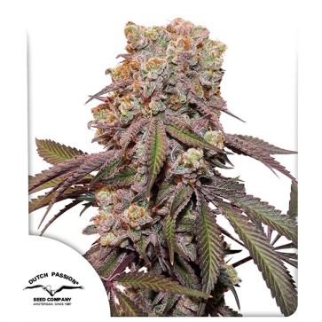 Auto Candy Bubatz XL Feminised seeds
