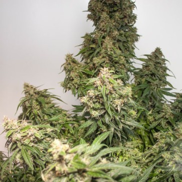 Семена конопли Auto CBD Charlotte*s Angel Feminised