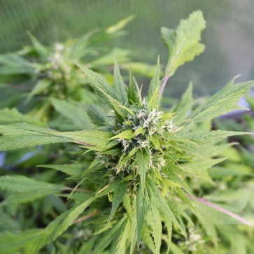 Семена конопли Auto Duck Feminised