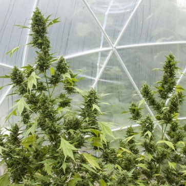 Семена конопли Auto Duck Feminised