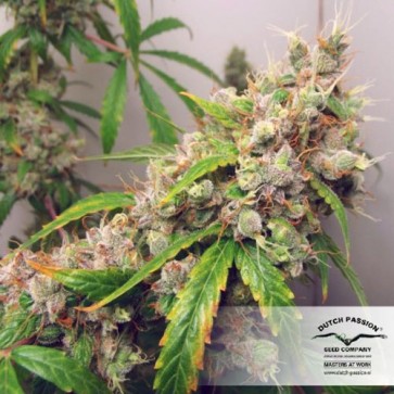 Насіння конопель Auto Euforia Feminised