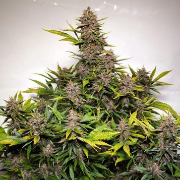 Auto Forbidden Cherry Feminised