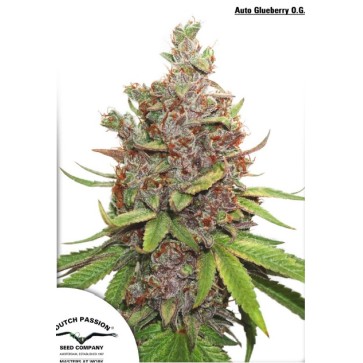 Семена конопли Glueberry OG Feminised