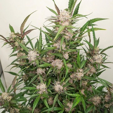 Auto Mimosa Punch Feminised