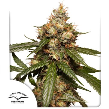 Auto THC-Victory Feminised