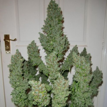 Семена конопли Auto Ultimate Feminised Gold