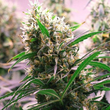 Семена конопли Auto Ultimate Feminised Gold