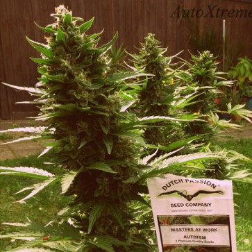 Семена конопли Auto Xtreme Feminised