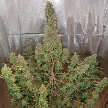 Семена конопли Auto Xtreme Feminised