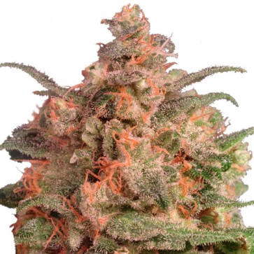 Насіння конопель Brainstorm Feminised