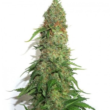 Насіння конопель Brainstorm Feminised