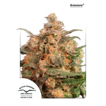 Насіння конопель Brainstorm Feminised