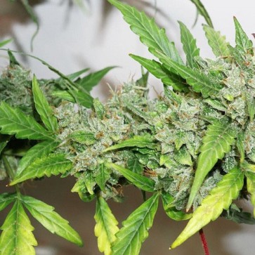 Семена конопли Auto CBD Compassion Lime Feminised