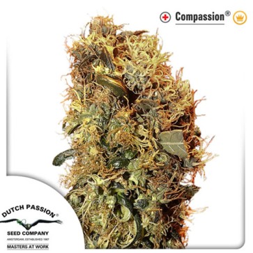 Семена конопли CBD ComPassion Feminised