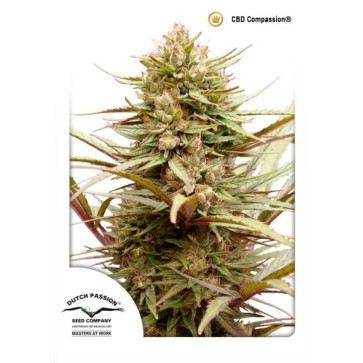Семена конопли CBD ComPassion Feminised