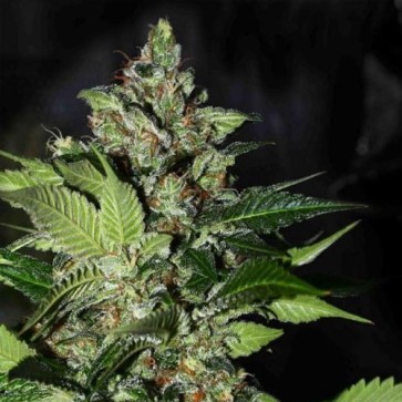 Семена конопли CBD Kush Feminised