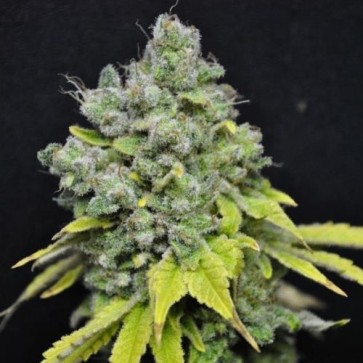 Семена конопли CBD Skunk Haze Feminised