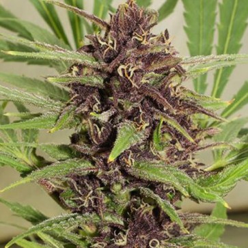 Семена конопли Auto Frisian Dew Feminised