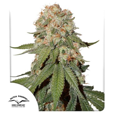 Orange Bud Feminised