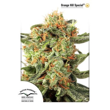 Насіння конопель Orange Hill Special Feminised