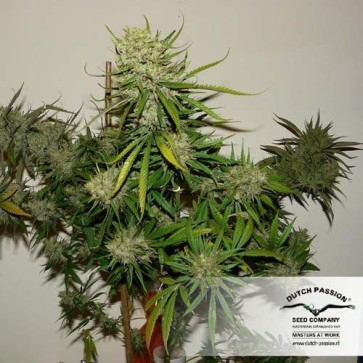 Outlaw Amnesia Feminised Cannabis Seeds