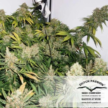 Outlaw Amnesia Feminised Cannabis Seeds